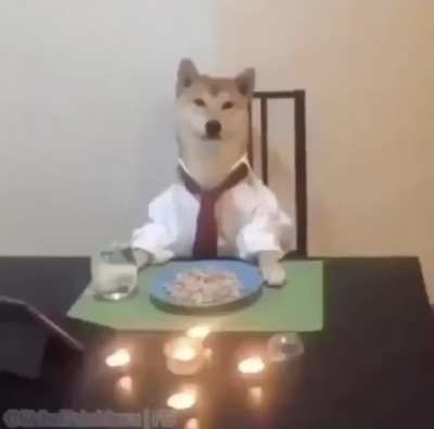 Based dogo life