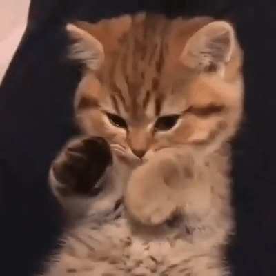 Paw rule