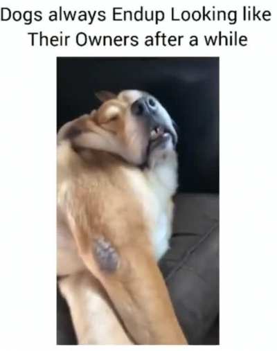 Like Hooman