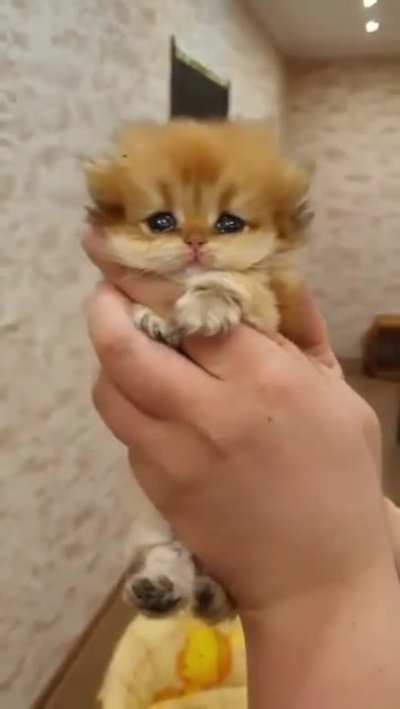 Tiny Criminal crying after apprehension