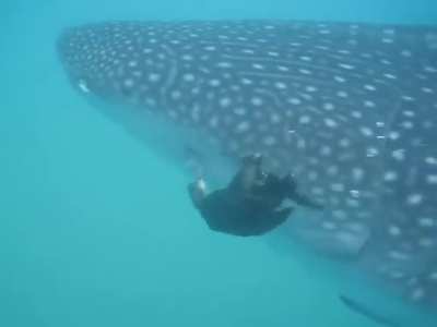 🔥 Cormorant plucking Remoras off of a Whale Shark