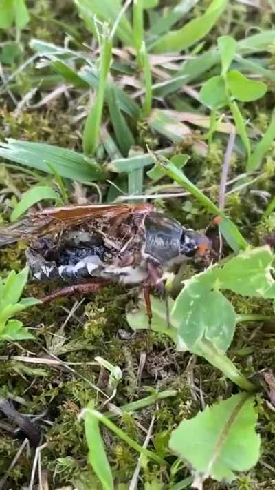 How is this bug even still alive?