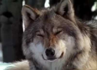Confused wolf