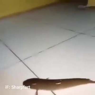 Evolution time
