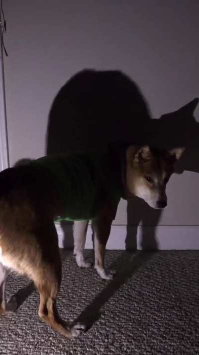 Shadow dog dancing