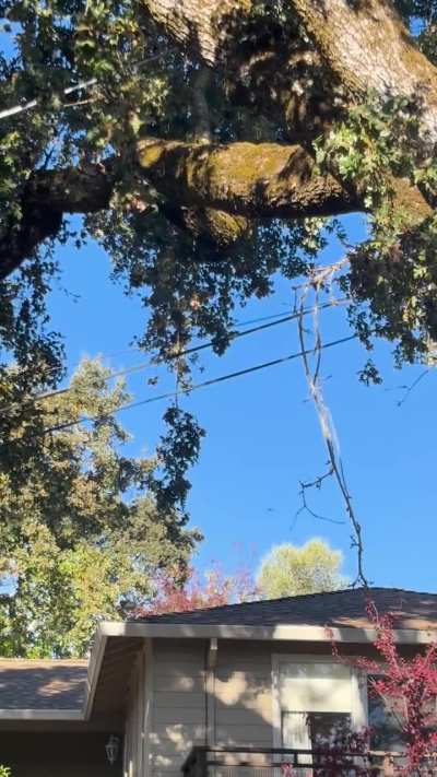 crazy crow activity this morning