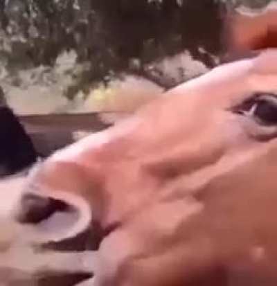 HmMm
