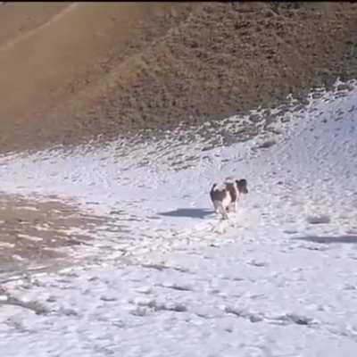 A Cow Sliding Down a Hill