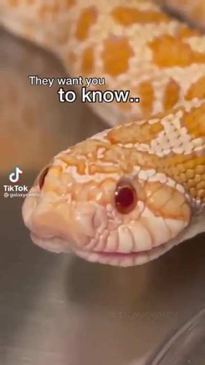 Inspirational Snek