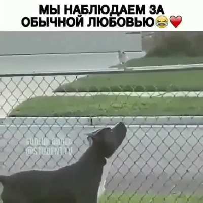 Любовь...