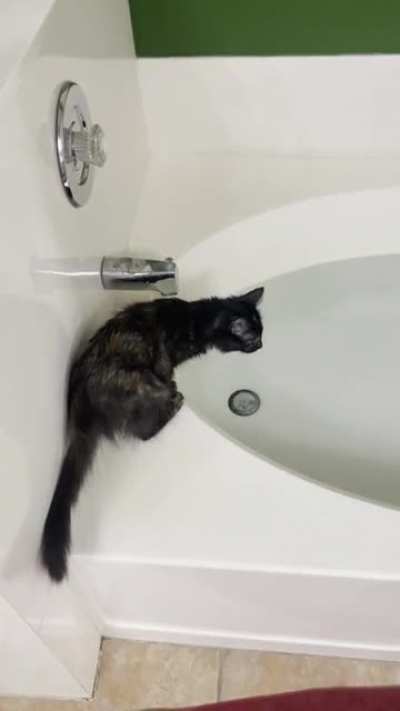 My kitten thought she was Jesus
