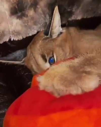 Floppa killed the impostor, no one is sus anymore