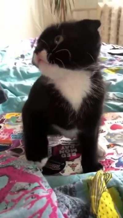 i demand pets