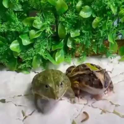 Frog