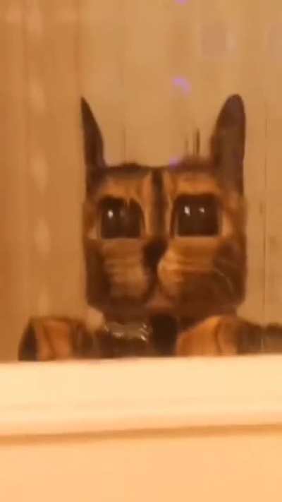 Gato Minecraft