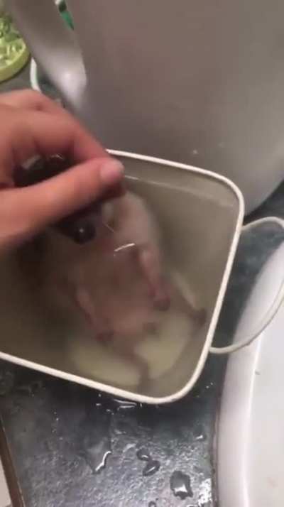 Hedgyboi :>