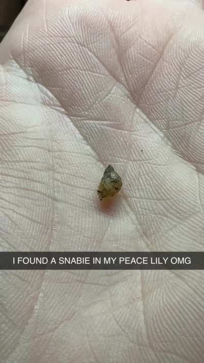 It’s been almost a year since I lost my Gary. Look who I found on a plant I recently bought!!! Any idea of what species?