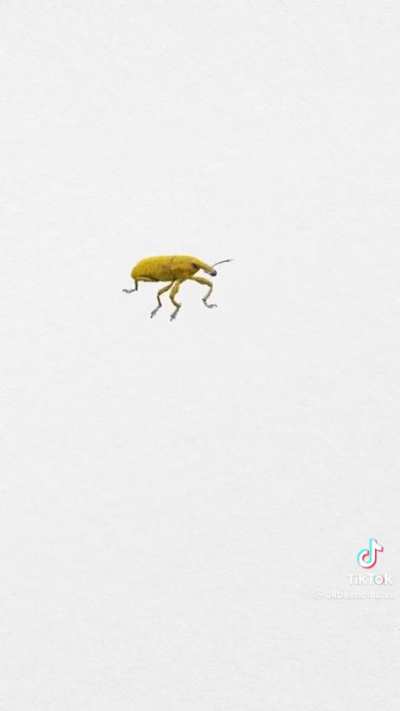 Weevil time, baby