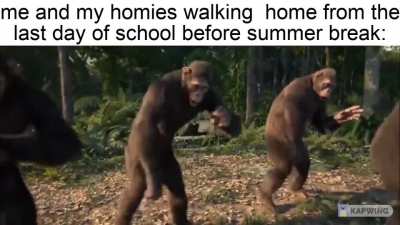 monke became society