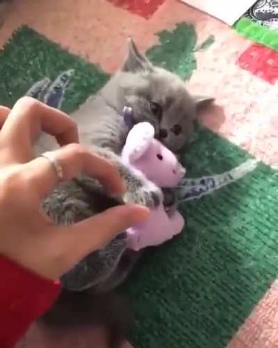 Let the cat have their toy
