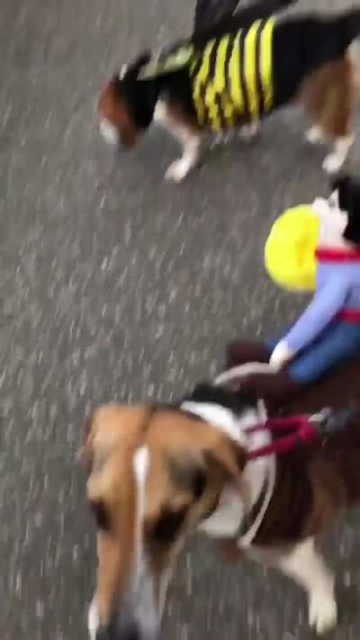 This was 6(ish) years ago at a Halloween party the rescue shelter we adopted Turner from was throwing!