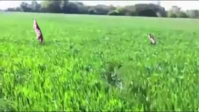 Dog jump