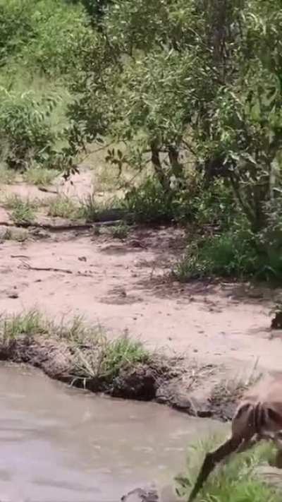 A little gazelle gets attacked by a crocodile and escapes