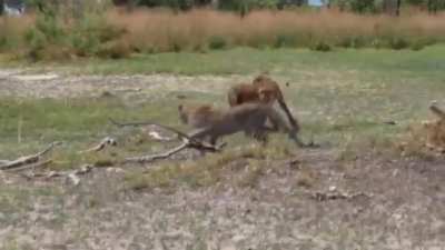 Cheetah making a leopard look slow