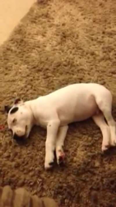 Sleepy puppy