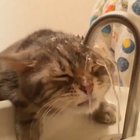 Honey I’m worried about Whiskers. He may have a drinking problem