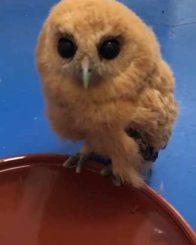 Owl have a sip