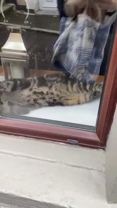 i am snek