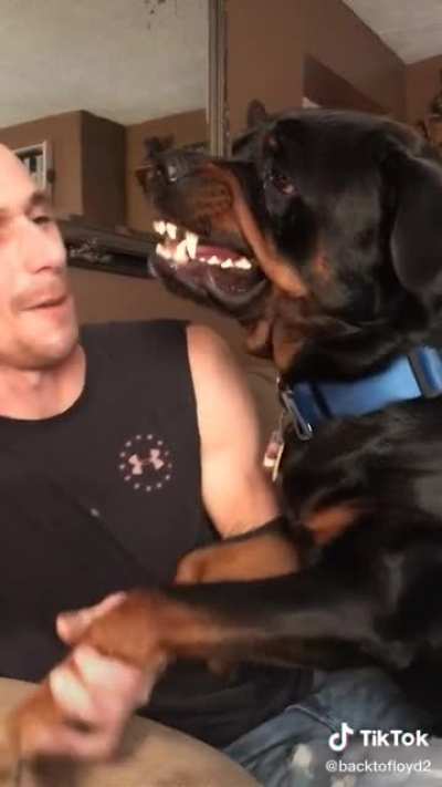 “He doesn’t bite”