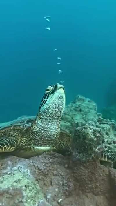 sound on is a must