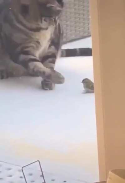 Poor bird