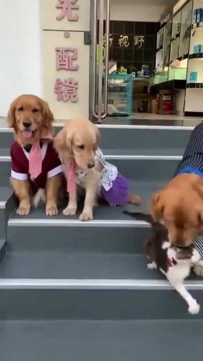 This cat doesn't want to be in the family photo.