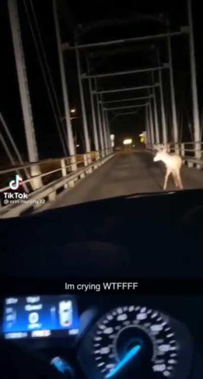 CAUTION: Suicide video