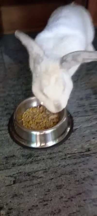 My boy refuses to eat his new and more expensive food