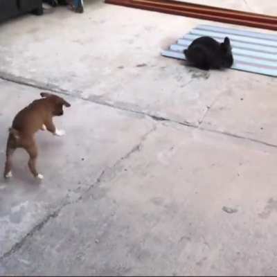 Puppy thinks it’s a bunny