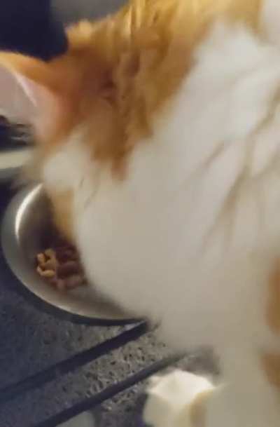 Currently fostering a cat who insists that I pet her while she's eating 🤷🏻‍♀️