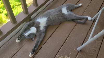 How Blue deals with the heat (yes he has access to indoors)