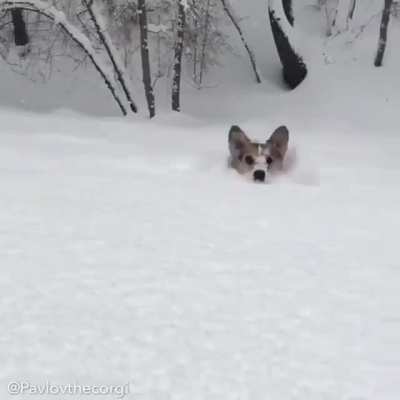 A rare Snorgi