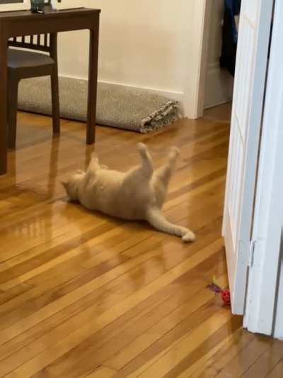 Derpy Back Sneezes