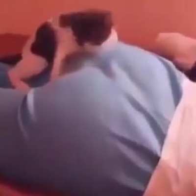 Cat in the butt