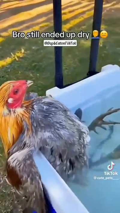 Shiddy animals