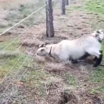 Hue hue, baaaaa! Poor guy.