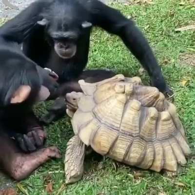 Sharing an apple