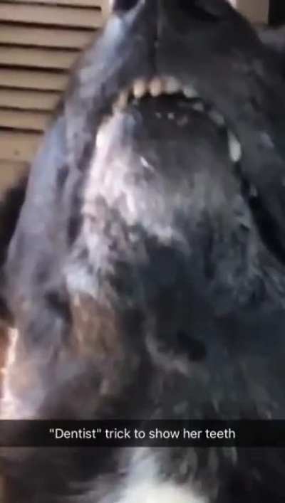 Years ago I taught my dog to show teefs under the command 