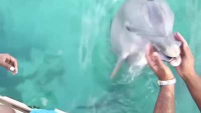 Dolphin returns a dropped smartphone to girl