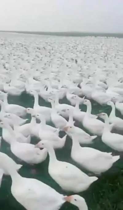 eles estão vindo
